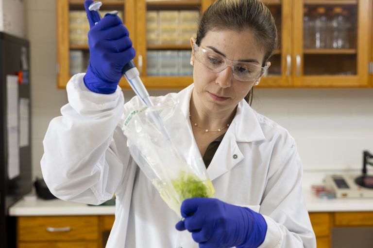  <p>Carla Schwan gathers a sample from lettuce to test for bacteria in her lab at Dawson Hall. (Photo by Andrew Davis Tucker/UGA)</p>