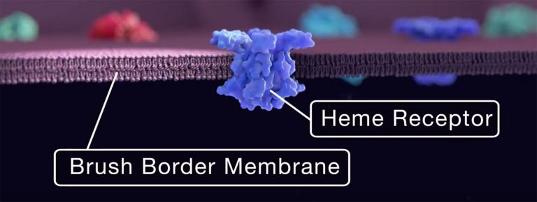 Heme pointing to green flower-like icon; Brush Border Membrane pointing to purple cloth; Heme Receptor pointing to blue icon
